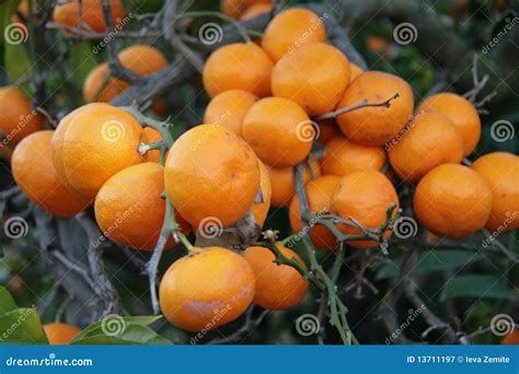 Mandarin orange tree stock image. Image of green, healthcare - 13711197