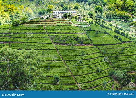 Green Tea Plantation in Sri Lanka Stock Image - Image of nature ...