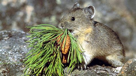 The American pika could survive climate change by eating its own feces ...