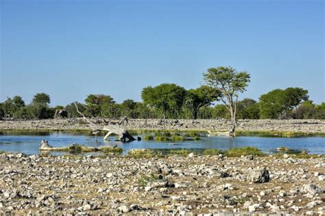 Watering Hole - Etosha, Namibia Stock Image - Image of safari, nature: 60362033