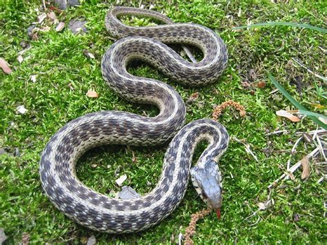 Native Florida Snakes - Bungalower