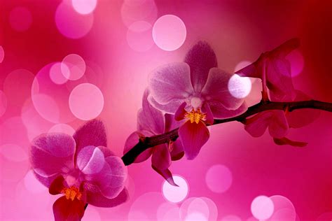 Pink Orchid Wallpaper - WallpaperSafari