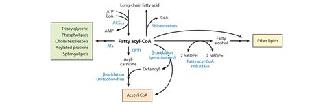 What Is Acyl-CoAs Metabolism