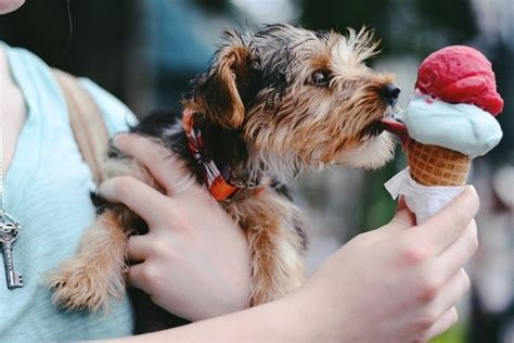 All you can learn about a dog's health by their tongue color chart