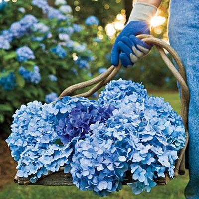 coffee grounds around hydrangeas - He Blogosphere Lightbox