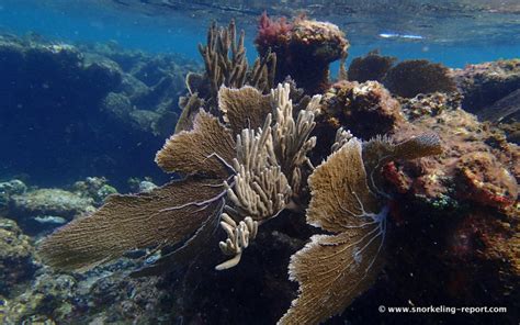 Snorkeling in Puerto Morelos, Mayan Riviera | Snorkeling in Mexico