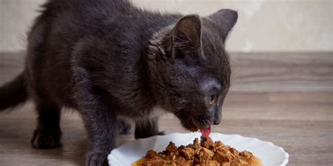 Low Phosphorus Cat Food: The Best Options for Kidney Health - Best Pet ...