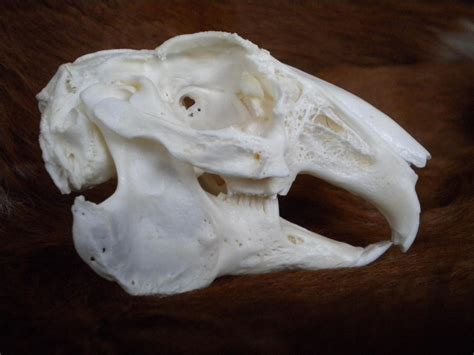 Rabbit Skull Stock by Minotaur-Queen-Stock on DeviantArt