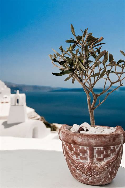 Oia, Santorini | Santorini, Greece, Potted olive tree