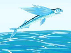 Barbados Flying Fish | Fish photos, Fish, Sea landscape