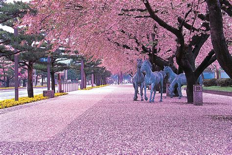 Hanami, a contemplação das flores de cerejeira no Japão - MDig