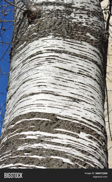 White Poplar Bark - Image & Photo (Free Trial) | Bigstock