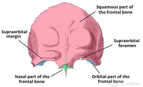 The Frontal Bone - Landmarks - Articulations - TeachMeAnatomy