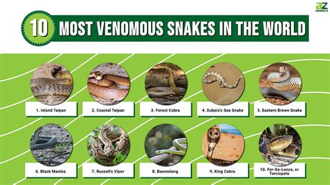 Top 20 Most Venomous Animals