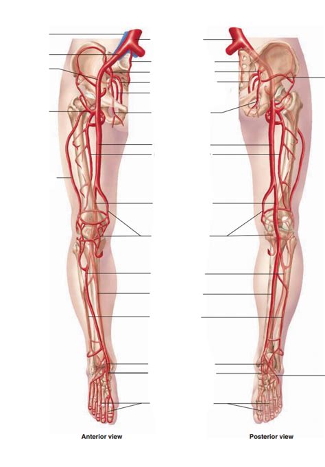 Arteries: Lower Limb Diagram | Quizlet