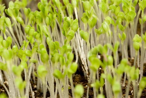 Lettuce Seedlings stock photo. Image of isolated, food - 18583296