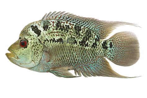 Types Of Flowerhorn Fish With Pictures | Best Flower Site