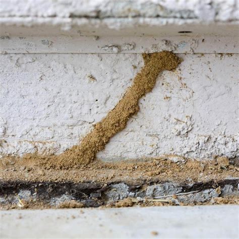 7 Subtle Signs You Should Get a Termite Inspection on Your San Diego Home - My blog