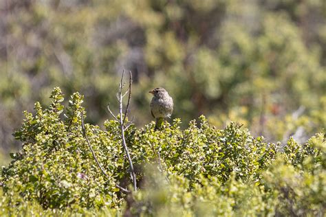White-crowned Sparrow and coyote brush | Dana L. Brown | Flickr