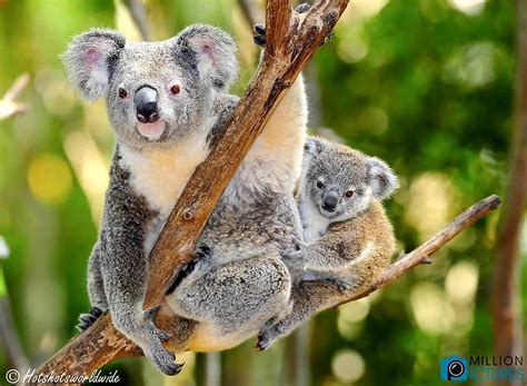 Pin on Nicely pictures! | Koala bear, Koala, Cute animals