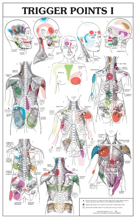 Trigger Points Chart (2 Parts) Soft Lamination Prime Trigger Points Chart [TP1L] - $85.00 ...