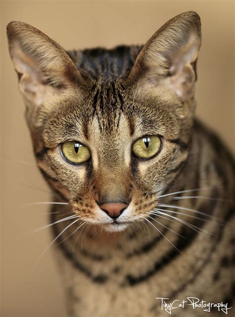 Savannah Cat colors - brown spotted tabby Savannah Kitten, Zoo Keeper, Collie Mix, Cats For Sale ...