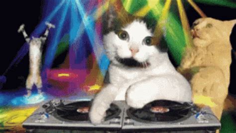 Dj Cats GIF - Dj Cats Disco - Discover & Share GIFs