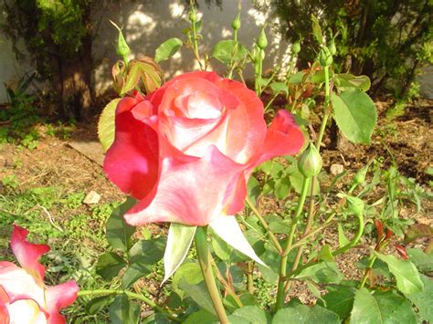 How I chose the best Fragrant Roses for my Garden - Roses and Gardens