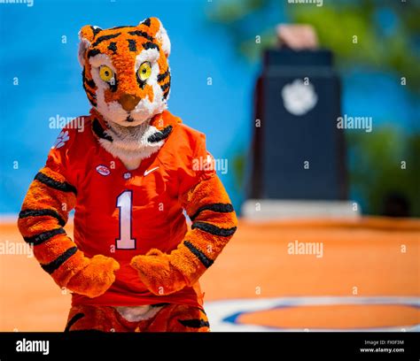 The Clemson Tiger Mascot during the Clemson Football Spring Game Stock ...