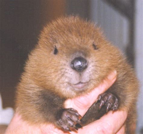 Beaver Pups Build Tiny Dams | Baby Animal Zoo