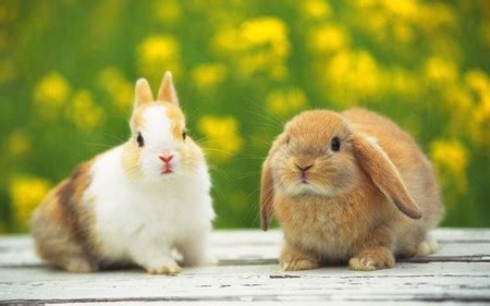 Cute rabbit couple - Other & Animals Background Wallpapers on Desktop ...