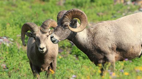 The Traveler's Guide to Glacier National Park Wildlife