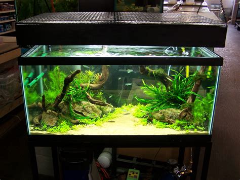 How To Aquascape A Freshwater Aquarium : Aquascaping For Beginners 10 Helpful Tips Aquascaping ...