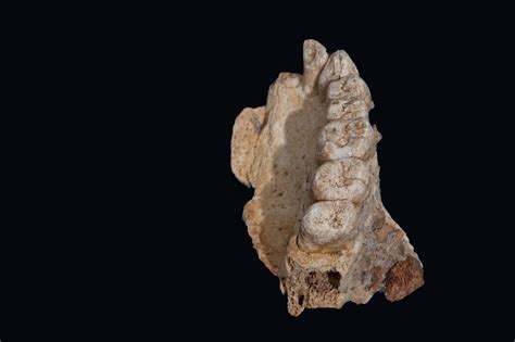 Oldest human fossil found in Israel rewrites history of modern human migration from Africa