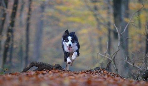 How To Stop Your Dog Chasing Cats, Squirrels, Birds & Other Wildlife ...