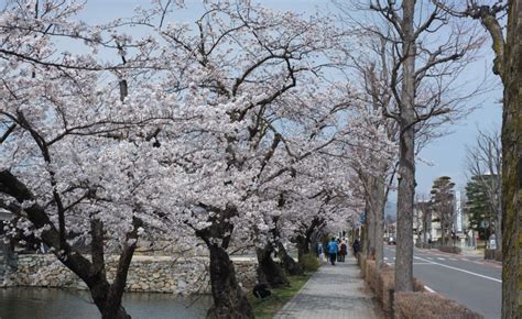 Cherry Blossoms Are Blooming Around Matsumoto | Visit Matsumoto