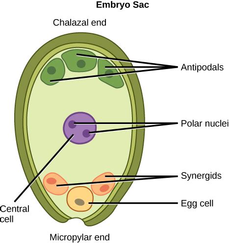 Plant Reproductive Development and Structure | Boundless Biology