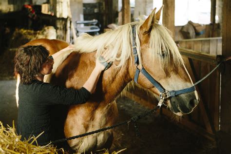 What to Know About Building the Perfect Horse Grooming Kit