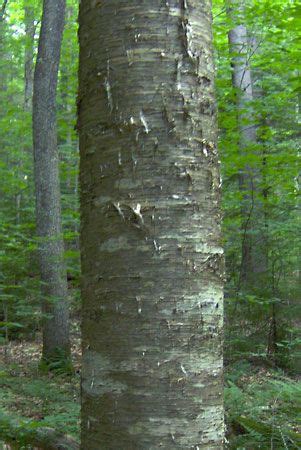 Yellow birch | tree | Britannica.com