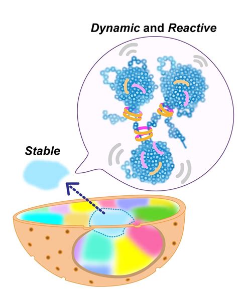 Euchromatin is not really open in living cells, shows study