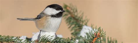 Making your own suet for birds this winter! - Nature Canada