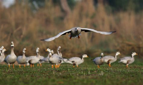 Punjab Wildlife Sanctuaries — Strolling Earth