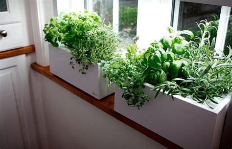 Greens to Grow Indoors on a Sunny Windowsill