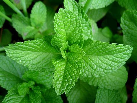 What is the Difference Between Mint and Menthol - Pediaa.Com