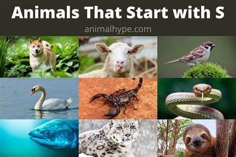 73 Animals that Start with S (Facts and Pictures) - Animal Hype