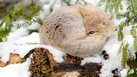 Swift Fox Sleeps In Winter Habitat. Stock Photo - Image of boreal, natural: 13055044