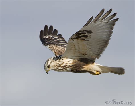 Rough-legged Hawk Hunting Technique – Feathered Photography