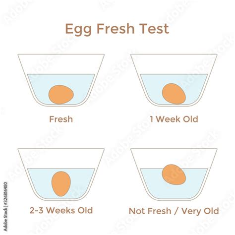 Vector illustration of egg freshness test. Instruction of testing eggs ...