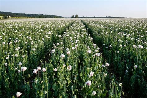 White poppy field. stock image. Image of beautiful, opium - 91411819