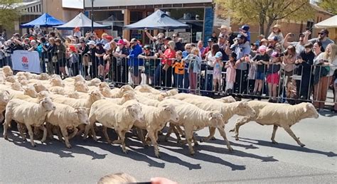 Boorowa Irish Woolfest 2022 | The Hilltops Phoenix - Hilltops Region News and Current Affairs